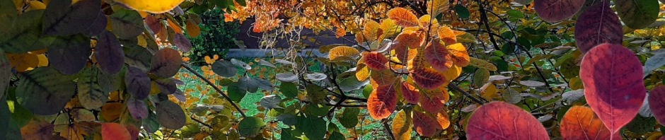 une magnifique palette de feuilles de toutes les couleurs eur
